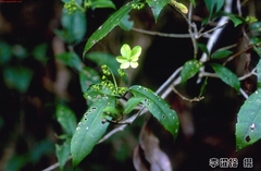 Hydrangea scandens