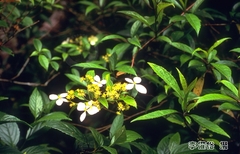 Hydrangea scandens
