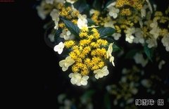Hydrangea scandens