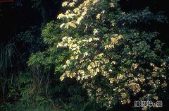 Hydrangea scandens
