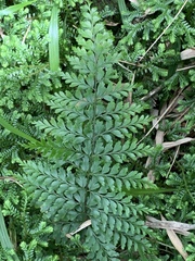 Polypodiopsida