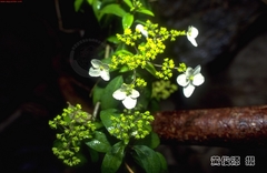 Hydrangea scandens