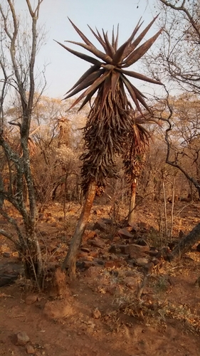 Aloe marlothii