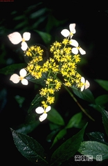 Hydrangea scandens