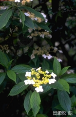 Hydrangea scandens