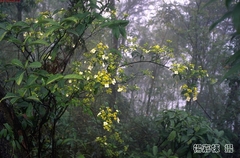 Hydrangea scandens