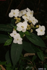Hydrangea scandens