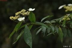 Hydrangea scandens
