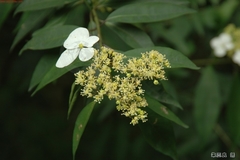Hydrangea scandens