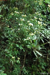Hydrangea scandens