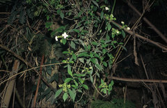 Hydrangea scandens