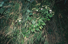 Hydrangea scandens