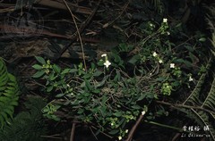 Hydrangea scandens