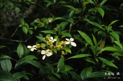 Hydrangea scandens