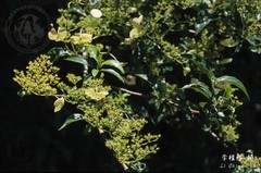 Hydrangea scandens