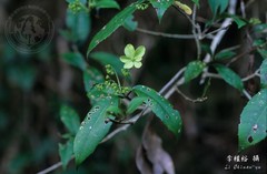 Hydrangea scandens