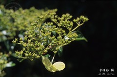 Hydrangea scandens