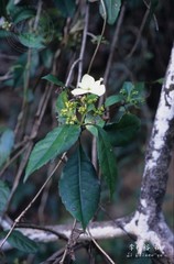 Hydrangea scandens