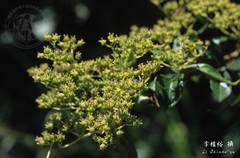 Hydrangea scandens