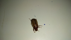 Amphimallon solstitiale