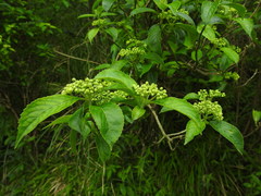 Hydrangea scandens