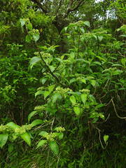 Hydrangea scandens