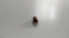 Amphimallon solstitiale