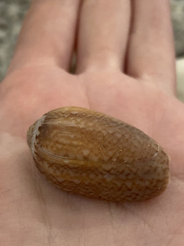 Oliva polpasta, 2025-02-27
