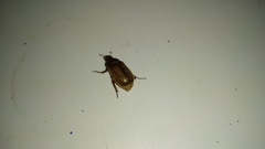 Amphimallon solstitiale