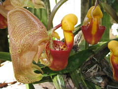Coryanthes