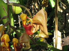 Coryanthes