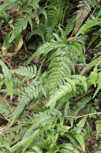 Big-caudate hollyfern (Arachniodes chinensis)