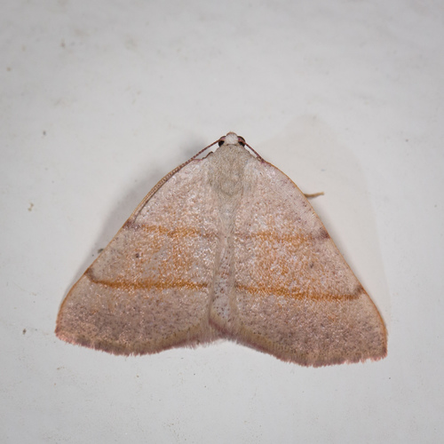 Drepanulatrix bifilata (Hulst, 1880)