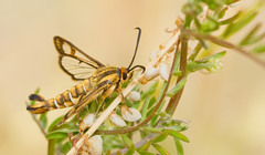 Pyropteron triannuliformis