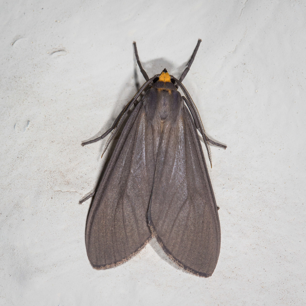 Opharus