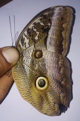 Caligo idomeneus