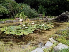 Nymphaea alba alba