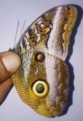 Caligo idomeneus