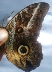 Caligo idomeneus