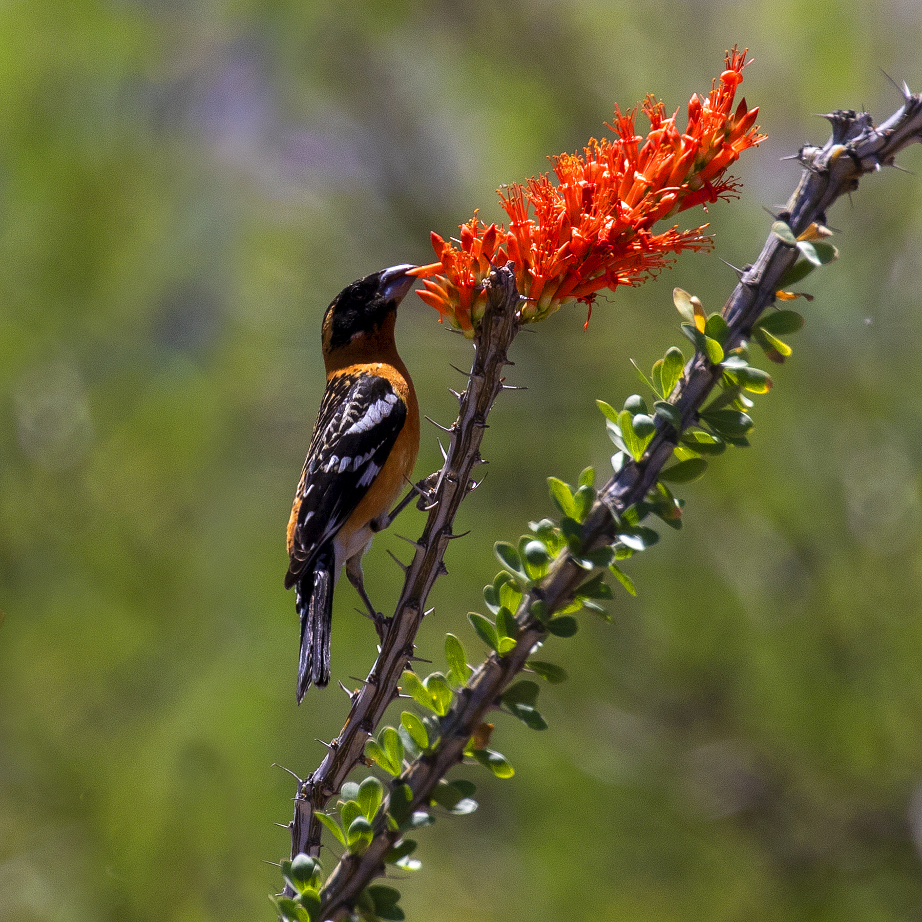 Black-headed Grosbeak illustration