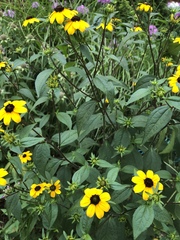 Rudbeckia triloba