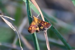 Pyrausta falcatalis