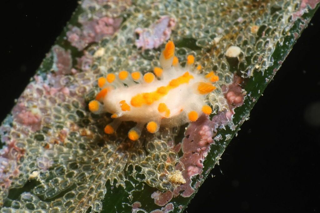 Limacia inesae
