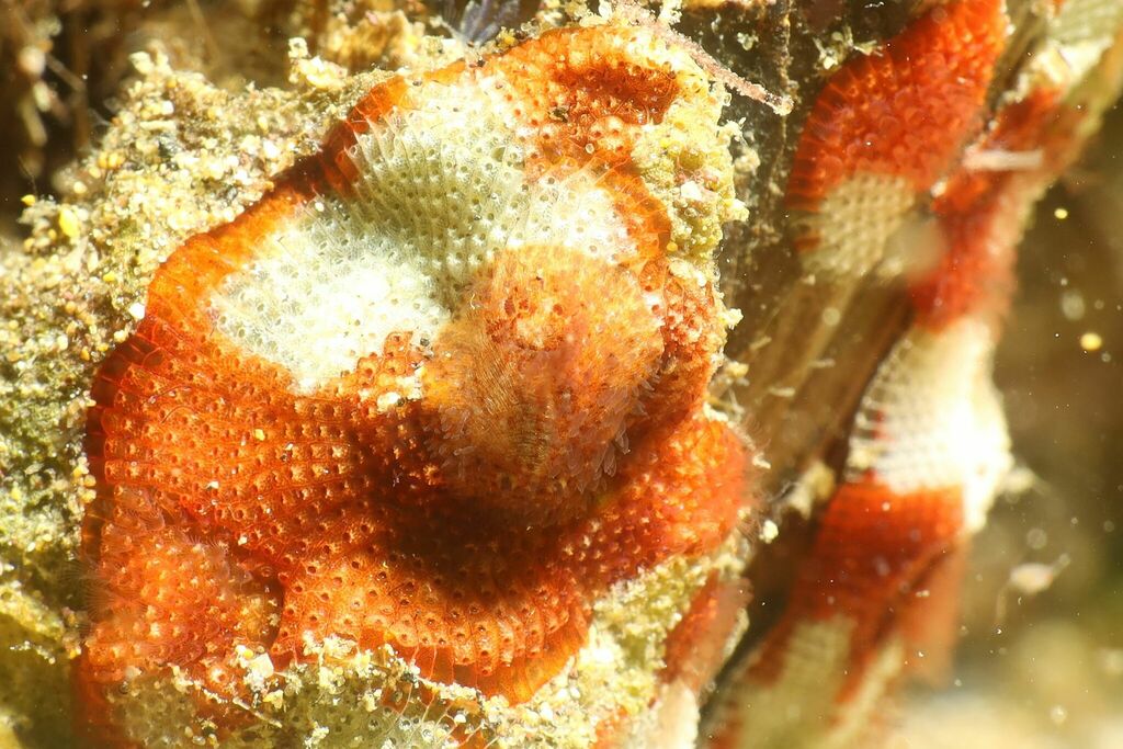 Idaliadoris neapolitana