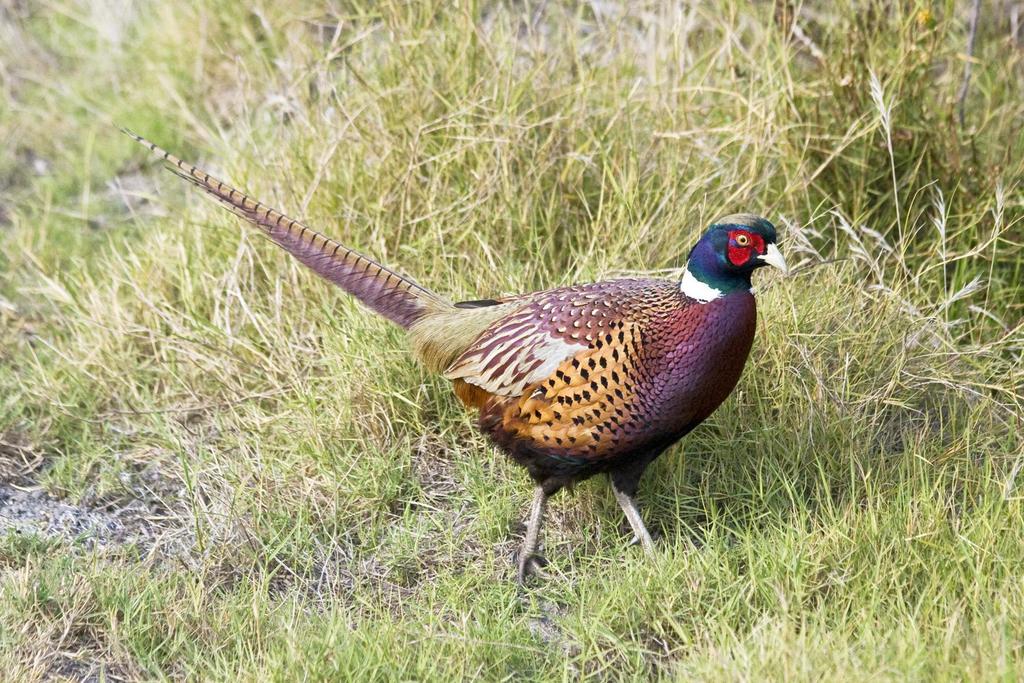 Ring-necked Pheasant - NDOW