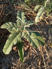 Platycnemis pennipes