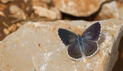 Pseudophilotes vicrama