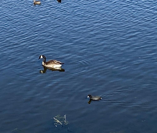 iNaturalist observation photo of Canada Goose