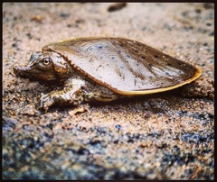 Apalone spinifera spinifera