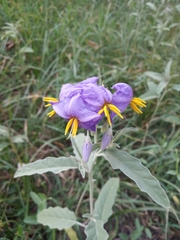 Solanum elaeagnifolium